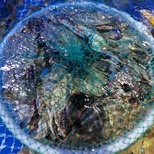 Fisherman's Boat Story Seafood