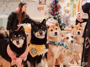 Shi Chai · Shiba Cafe · Shibainu Cat & Pet Coffee
