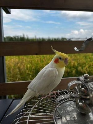 Zhiyuan Bird Cafe