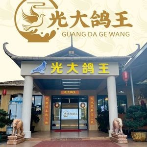 Guangda Pigeon King