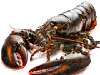 Adun Seafood (Anzhen Street Store)