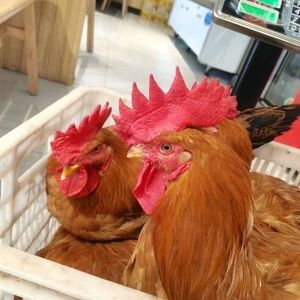 Chuanxin Lou Roast Chicken with BBQ (Wuxi East Station Branch)