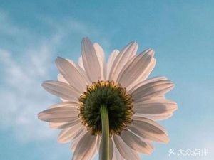 Old-Town Tangyuan Shop (Guangbin Road Store)