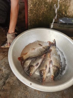 Fish and Lamb Fresh Jiating Xiaoyuan