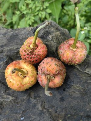 Shui Yun Jian Mountain Villa