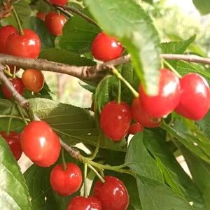 Zhenfeng Manor · Picking · Roast Whole Lamb · Family Fun