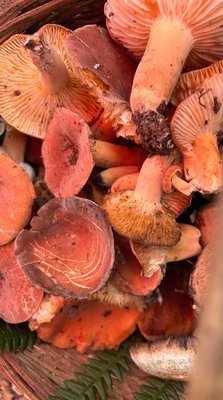 Troli Tai Ping Shou Yang Tang Guo