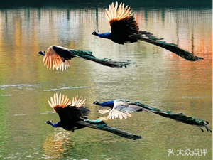 Peacock Bay Scenic Area