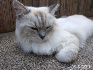 Yunqi Cat Café