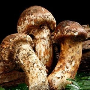 Dazhumi Wild Mushroom Hot Pot (Guikun Road Store)