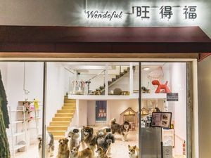 Wangdefu Pet Cafe, Cat Cafe, Dog Cafe, Petting Cats and Dogs