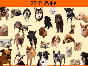 Dog富贵 Pet Paradise · Dog Café · Cat Café · Alpaca