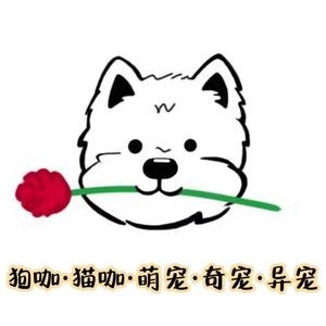 Little Dog Flower House · Fox Café Dog Café Cat Café · Kitten Puppy (Fanghong Memorial Tower Branch)