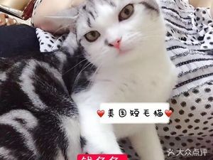 Drumming Cat Café