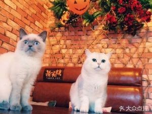 Flower No Missing Cat Coffee (Xuanqing Street Branch)