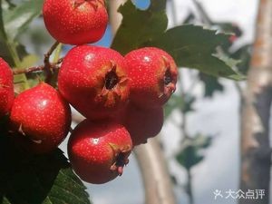 Yuquan Dafa Leisure Resort Mountain Villa