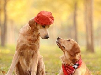 Yang Family Noodle Shop (Branch)