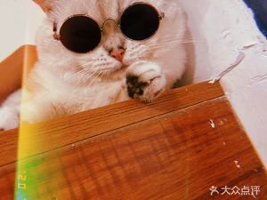 Cat Language Time Cat-Themed Coffee Shop (Changchun Lvyuan Wuyue Plaza Store)