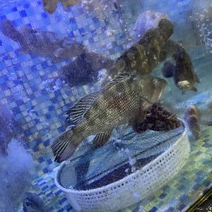 Fish Master · Local Seafood Dabachang