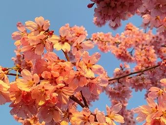 Mianyi Fried Skewers