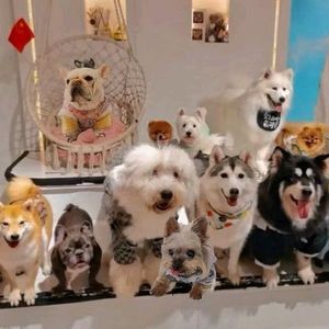 Chai Xiao Mao Dog Café (Guomao Branch)