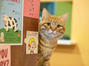 Mao Sheng Men Cat Lounge (Sanjie Liangxiang Branch)
