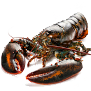 Adon Seafood (Longgang Longhua Market Branch)