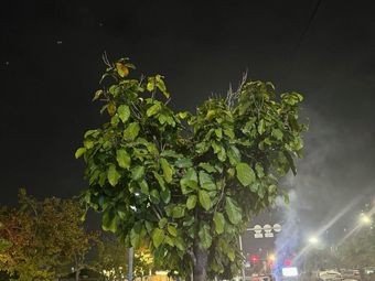 Xiao Ba Barbecue Lemon Tea