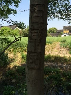 Xiao Wang Farmhouse Cuisine