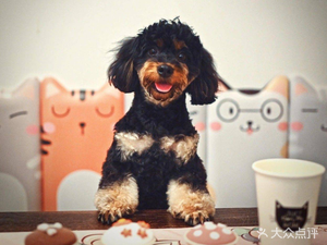 PETS UP · Pet Interaction Coffee Shop