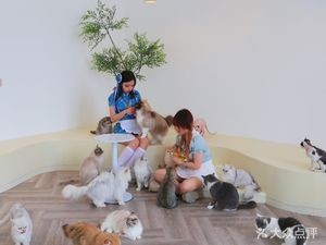 Ya You Mao Cat Cafe Tabletop Games Cinema (Wanda Branch, Honggutan)