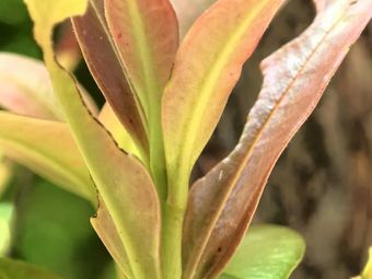 Mountain Spring Chicken