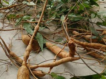 Can Ji Roast Chicken and Spare Ribs