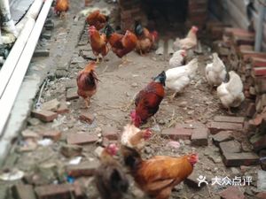 Xiao Luo Village Bridgehead Vinegar-Soaked Chicken (Bridgehead Vinegar Chicken)