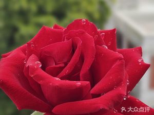 Xiguan Liu Fuji (Jinju Road Branch)