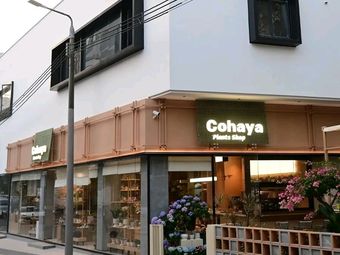 Cohaya · Light Food Healing Space