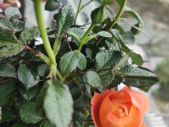 Shi Wei Ju · Specialized Boxed Rice Meals (Qiang Zhi Mei Shi Cheng Branch)