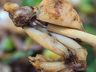 Kuai'ai Claypot Rice