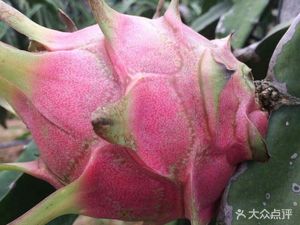 Songlin Fine Food
