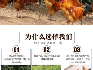 Lin Ji Yangshan Chicken