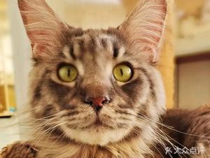 Miss Cat · Cat Cafe · Cat Petting Room