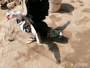 Xiang Xi Nongjia Caiguan · Tu Ji