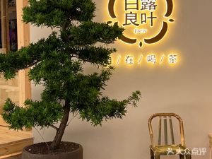 Bailu Liangye · Free Tea Drinking