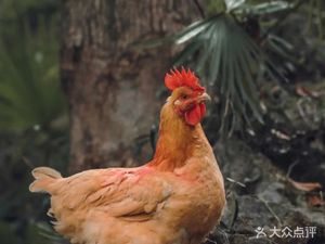 Village Chicken (Nanshan Store)