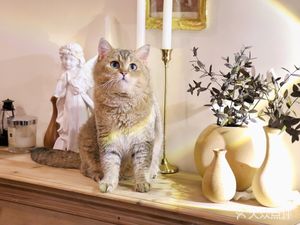 Da Pang and Miao · Cat Cafe