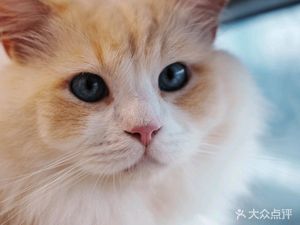 Flower Between Cups · Cat Café