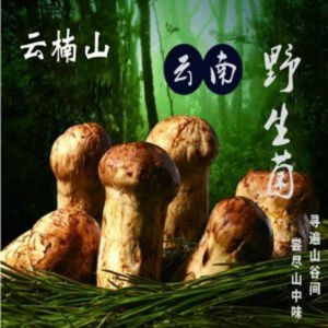 Yunnan Wild Mushroom Stone Pot (Starway Ico Branch)