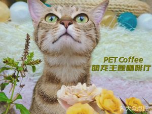 Cosmic萌 Cat Café & Pet Café (Longhua Branch)