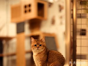 Coffee Zone (Meow Café)