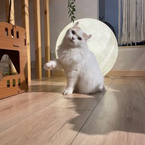 猫人间狗浪漫猫咖狗咖(龙湖星悦荟店)